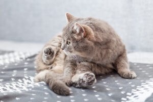 gray cat grooming