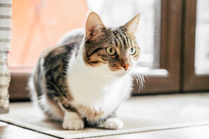 Cute cat sitting at home