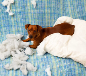 naughty playful puppy dog after biting a pillow tired of hard work