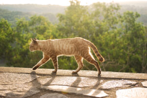 cat walking during sunset