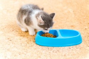 kitten eating dry food from blue bowl