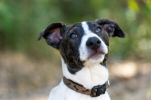 Cute black and white dog looking up