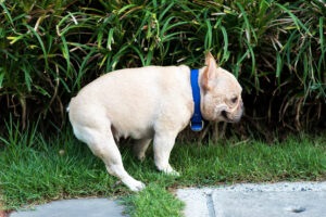 Little french bulldog pooping at grass field