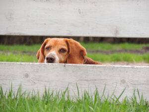 Beagle Peeking Through Fence