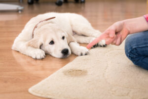 house training of guilty puppy