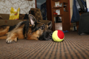 Big german shepherd dog in the room