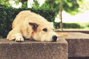 Sad dog lying down outside