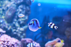 Blue fish in fish tank